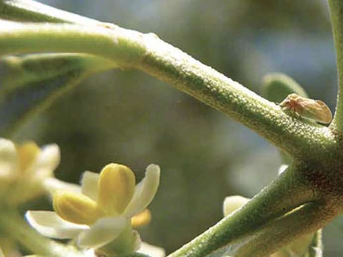 Βαμβακάδα-Ψύλλα της ελιάς